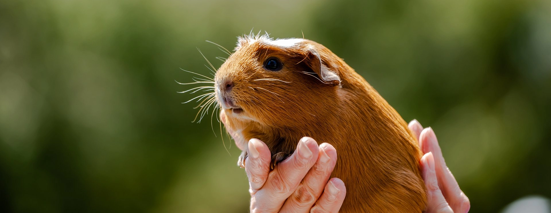 Rabbits & Guinea Pigs for sale in Sydney