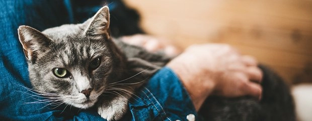 Cat Brands Pet Supplies Concord