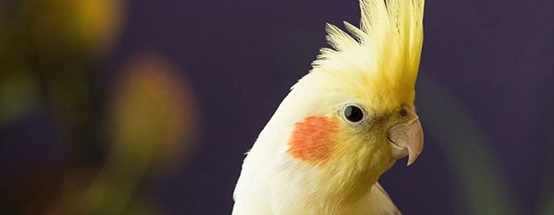 8-Week-Old Parrots for Sale in Sydney
