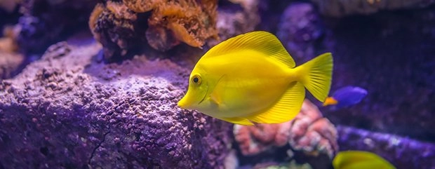 Beautiful Aquariums at your local Sydney Pet Shop